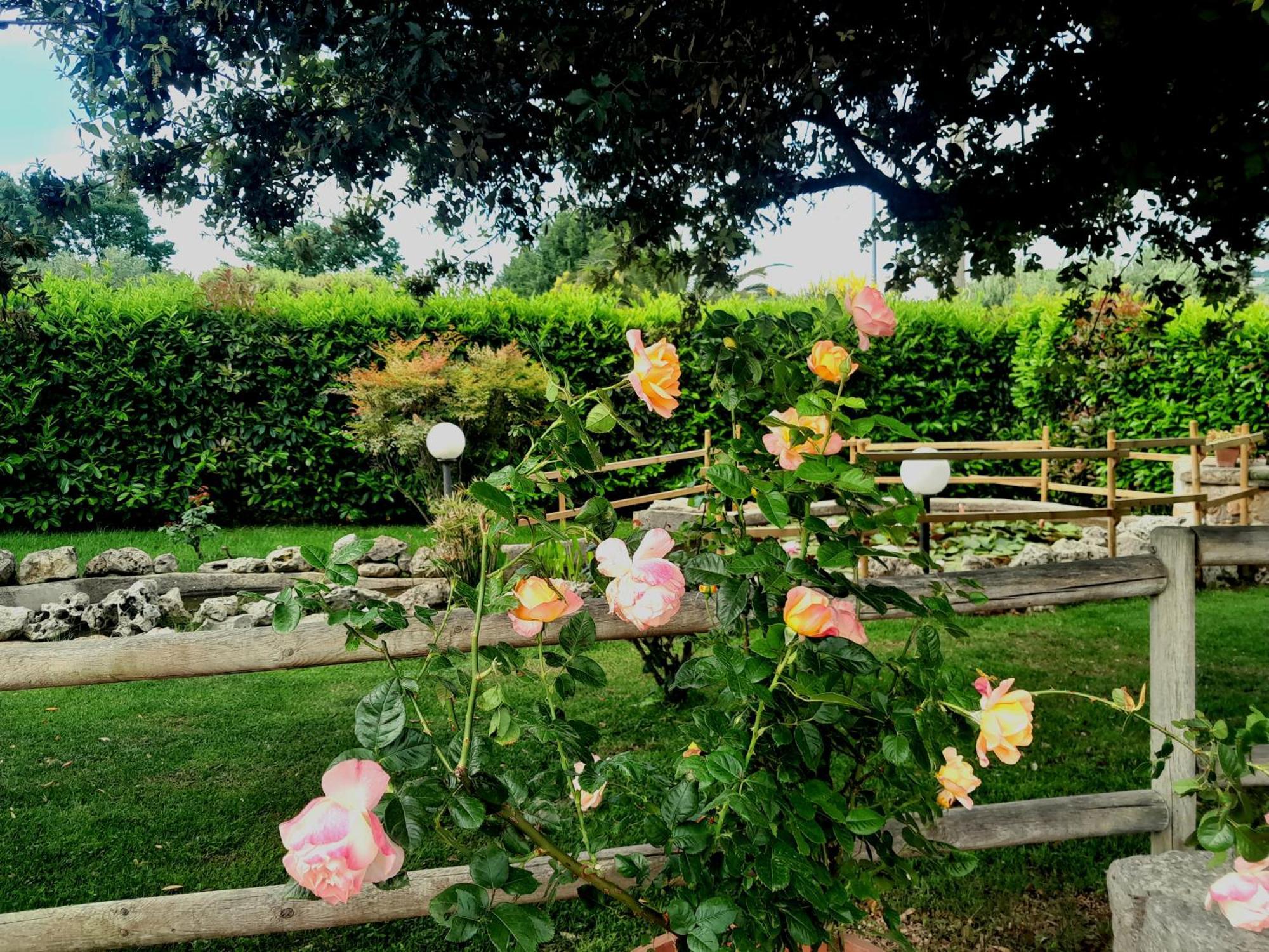 La Rosa Dei Trulli Alberobello